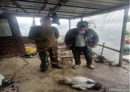 大牛网 虎林市林草局成功救助国家一级保护动物东方白鹳