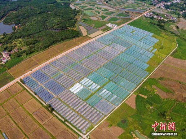 都优配送端 （乡村行·看振兴）村企“双向奔赴” 江西崇仁绘就产业振兴新“画卷”